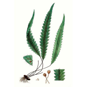 FERN FOLIAGE V by Vision Studio , Item#CG002574C, Matte Canvas, Art, Giclée on Canvas, Vertical, Small