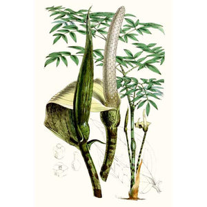 TROPICAL PLANTS IV by Curtis , Item#CG002583C, Matte Canvas, Art, Giclée on Canvas, Vertical, Small