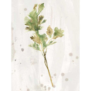 ANTIQUE EARTHTONE HERBS I by June Erica Vess , Item#CG003120C, Matte Canvas, Art, Giclée on Canvas, Vertical, Small