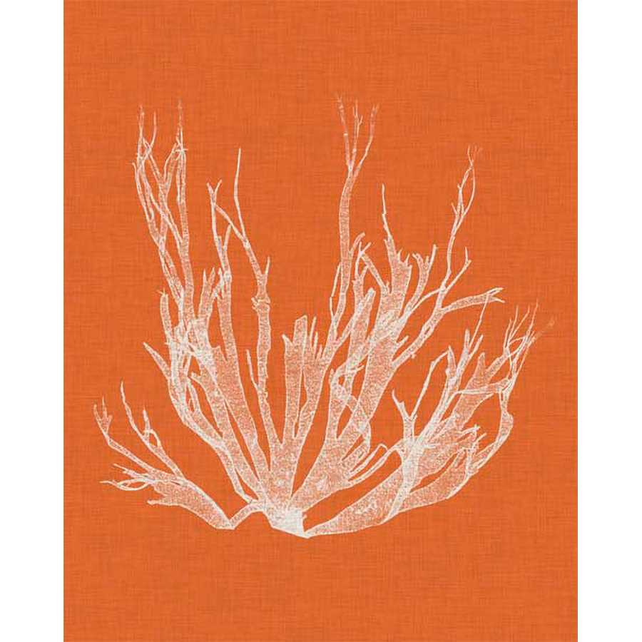 SEAWEED POP I by Vision Studio , Item#CG004638P, Matte Paper, Art, Giclée on Paper, Vertical, Small