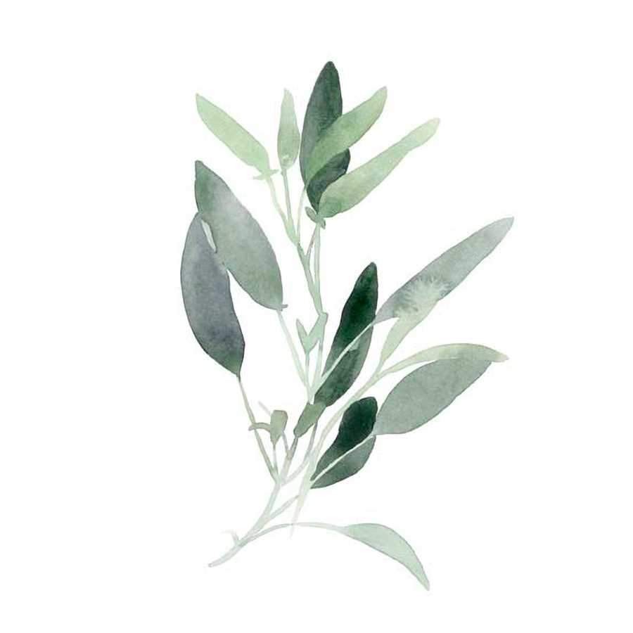 SIMPLE SAGE III by Emma Scarvey , Item#CG004820P, Matte Paper, Art, Giclée on Paper, Vertical, Small
