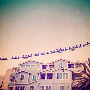 BIRDS ON WIRES I by Thomas Brown, Item#CG005056C, Matte Canvas, Art, Giclée on Canvas, Square, Small