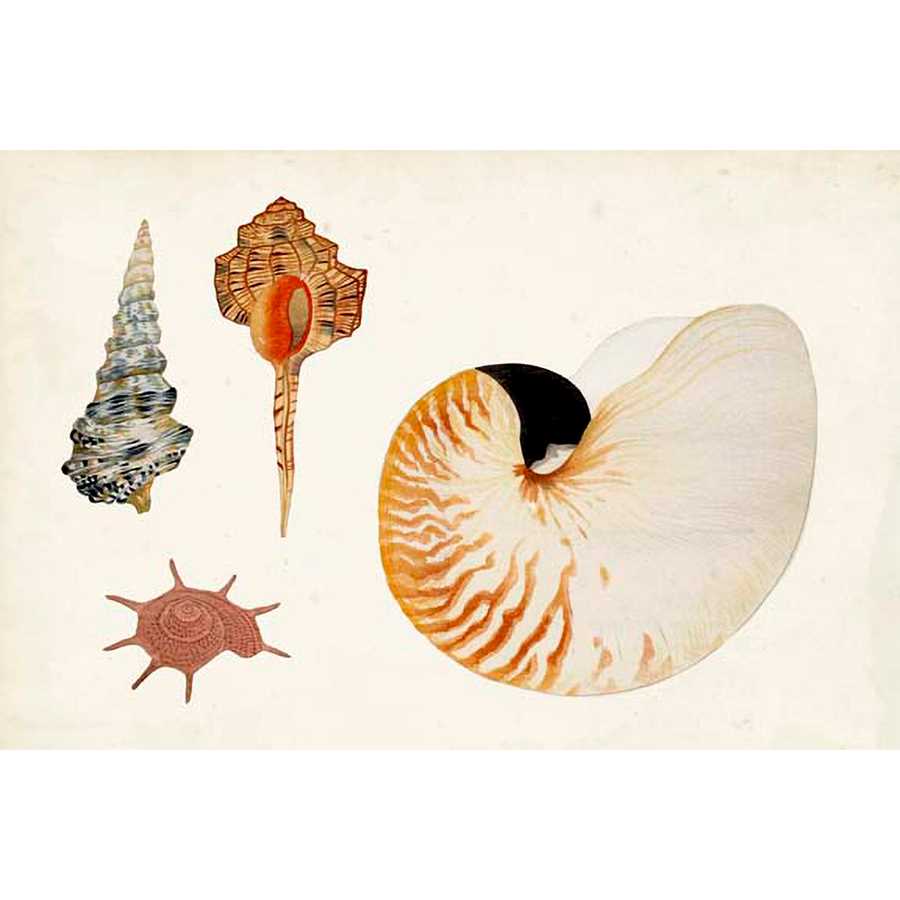 ANTIQUE SHELL ANTHOLOGY I by Vision Studio, Item#CG005314C, Matte Canvas, Art, Giclée on Canvas, Horizontal, Small