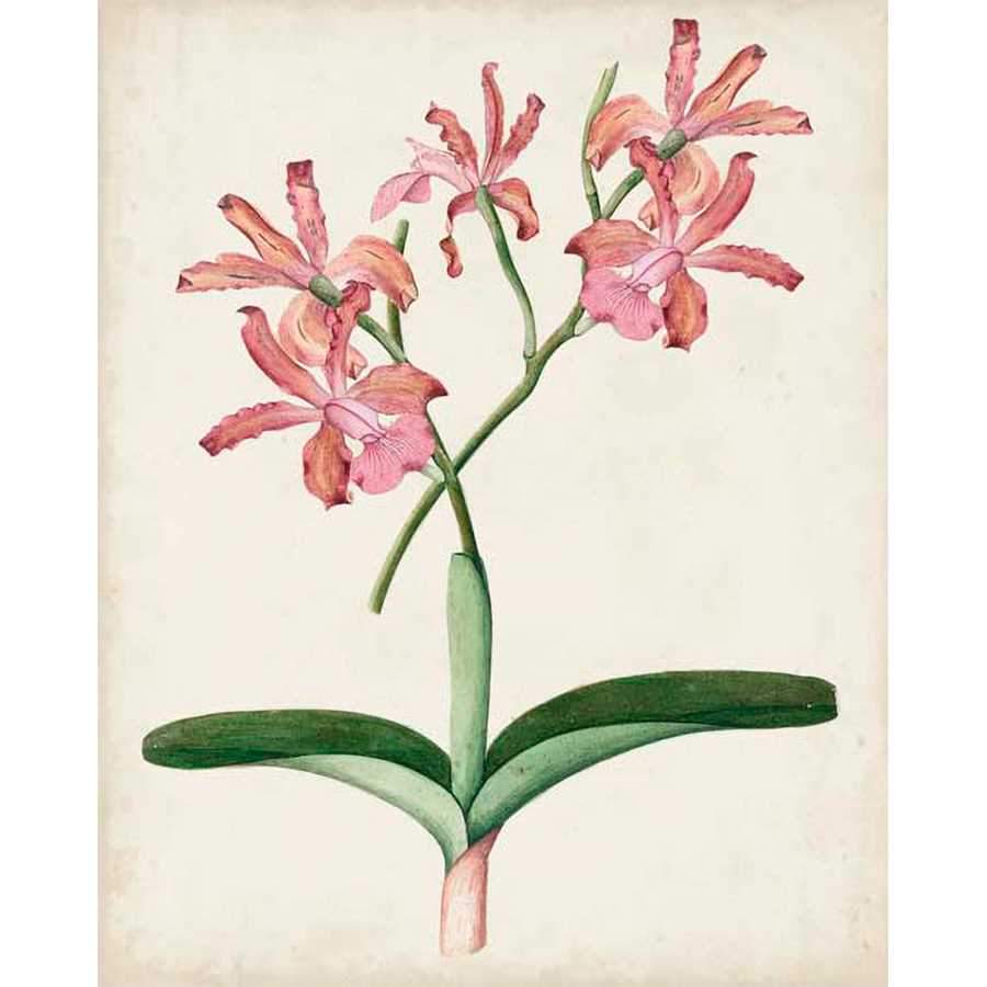 ORCHID PAIR I by Unknown, Item#CG005321P, Matte Paper, Art, Giclée on Paper, Vertical, Small