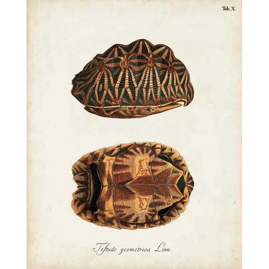 ANTIQUE TURTLES & SHELLS I by Unknown, Item#CG005341C, Matte Canvas, Art, Giclée on Canvas, Vertical, Small