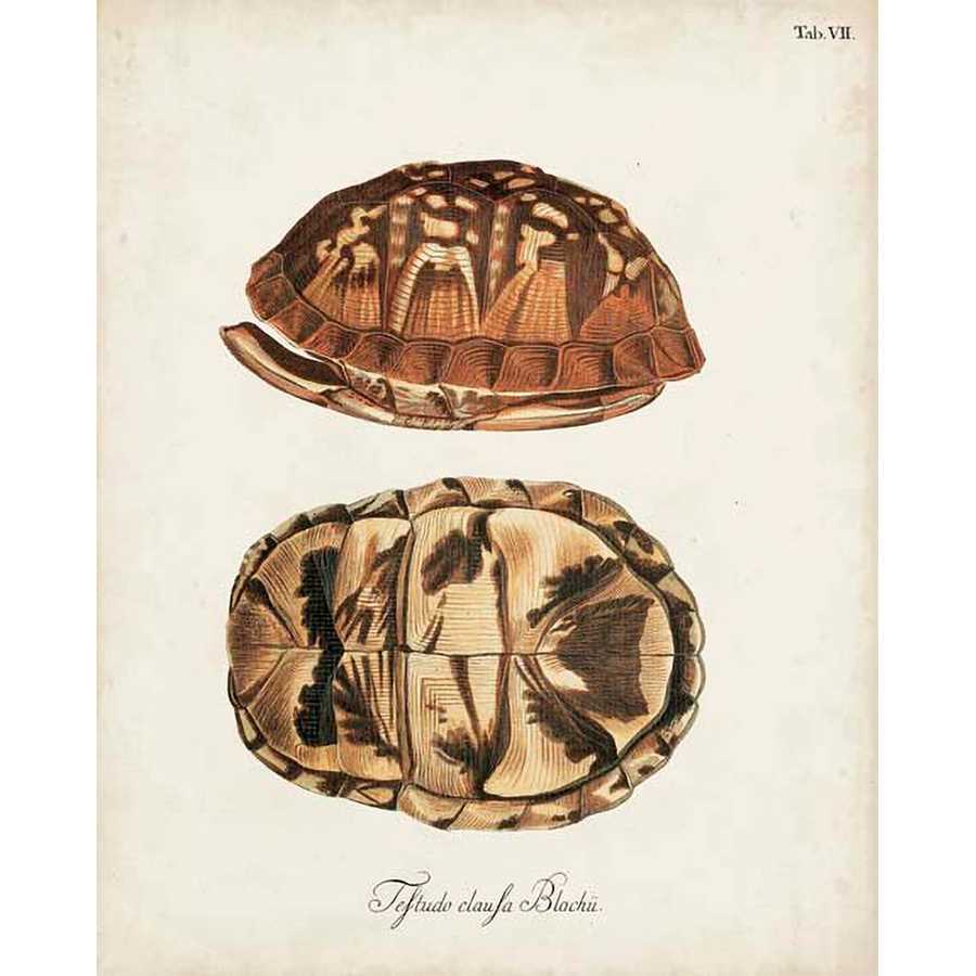 ANTIQUE TURTLES & SHELLS III by Unknown, Item#CG005343C, Matte Canvas, Art, Giclée on Canvas, Vertical, Small