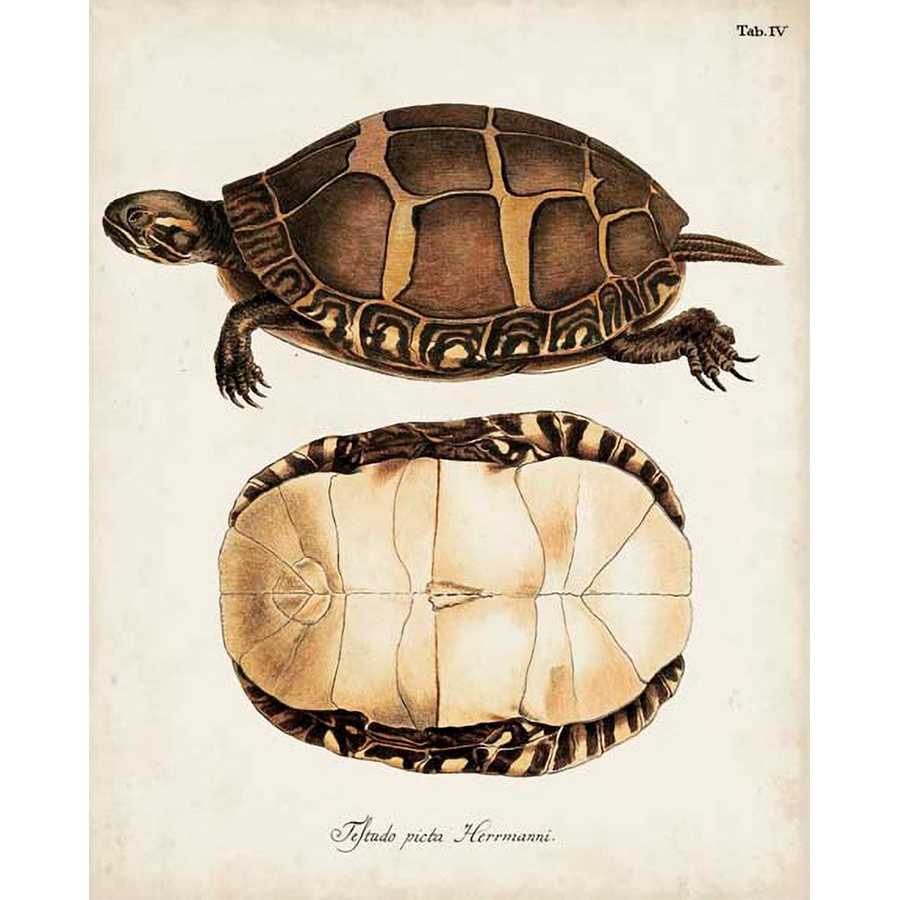 ANTIQUE TURTLES & SHELLS IV by Unknown, Item#CG005344P, Matte Paper, Art, Giclée on Paper, Vertical, Small