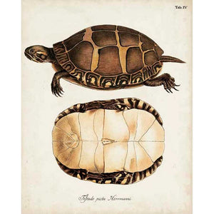 ANTIQUE TURTLES & SHELLS IV by Unknown, Item#CG005344C, Matte Canvas, Art, Giclée on Canvas, Vertical, Small