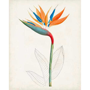 BOTANICAL OF THE TROPICS IV by Unknown, Item#CG005348C, Matte Canvas, Art, Giclée on Canvas, Vertical, Small