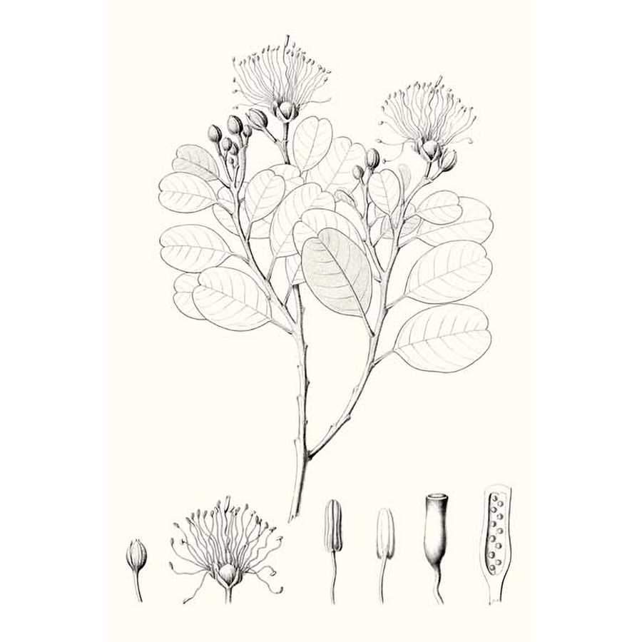 ILLUSTRATIVE LEAVES I by Vision Studio, Item#CG005407P, Matte Paper, Art, Giclée on Paper, Vertical, Small