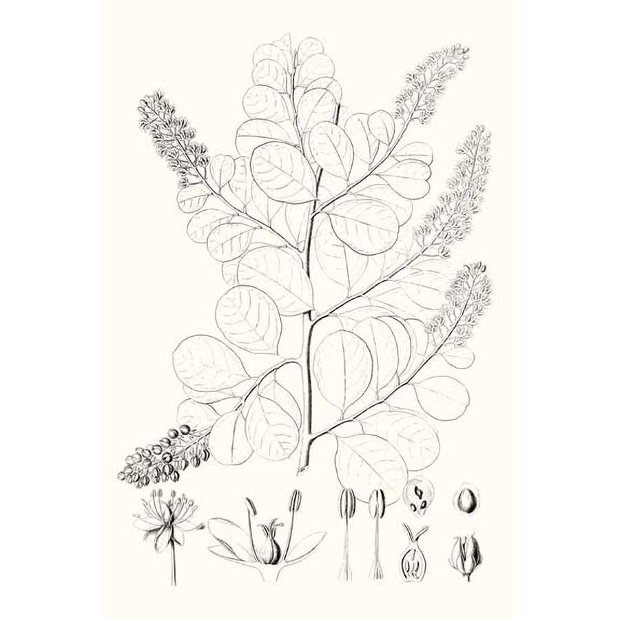 ILLUSTRATIVE LEAVES IV by Vision Studio, Item#CG005410C, Matte Canvas, Art, Giclée on Canvas, Vertical, Small