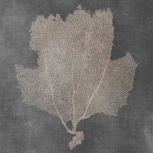 NATURAL SEA FAN III by Vision Studio, Item#CG005421C, Matte Canvas, Art, Giclée on Canvas, Square, Small