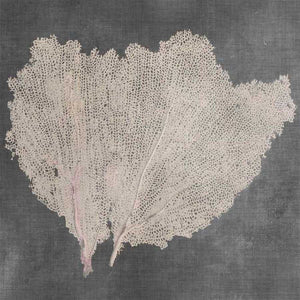 NATURAL SEA FAN IV by Vision Studio, Item#CG005422C, Matte Canvas, Art, Giclée on Canvas, Square, Small