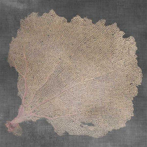 NATURAL SEA FAN V by Vision Studio, Item#CG005423C, Matte Canvas, Art, Giclée on Canvas, Square, Small