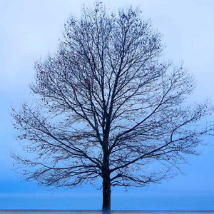 NOVEMBER TREE by James Mcloughlin, Item#CG005696C, Matte Canvas, Art, Giclée on Canvas, Square, Small