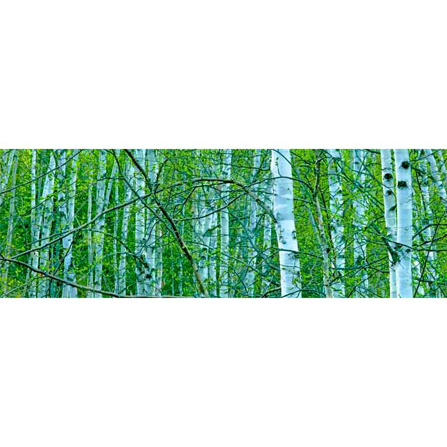 TREE PANORAMA V by James Mcloughlin, Item#CG005702C, Matte Canvas, Art, Giclée on Canvas, Horizontal, Small