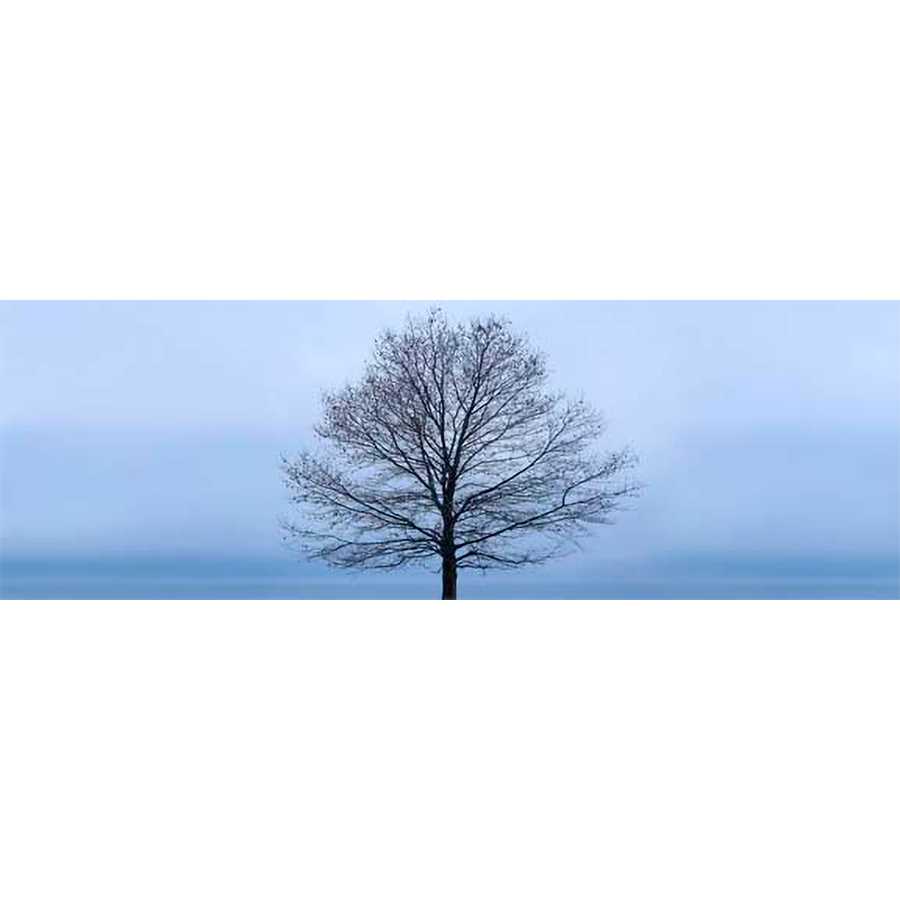 TREE PANORAMA VI by James Mcloughlin, Item#CG005703C, Matte Canvas, Art, Giclée on Canvas, Horizontal, Small