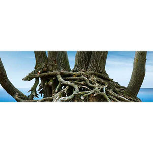 TREE PANORAMA VII by James Mcloughlin, Item#CG005704C, Matte Canvas, Art, Giclée on Canvas, Horizontal, Small