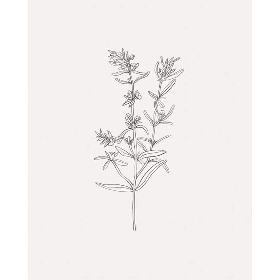 WILD FOLIAGE SKETCH I by Victoria Borges, Item#CG005813P, Matte Paper, Art, Giclée on Paper, Vertical, Small