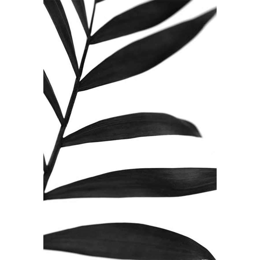 BLACK PALMS V by Renée W. Stramel, Item#CG005865P, Matte Paper, Art, Giclée on Paper, Vertical, Small