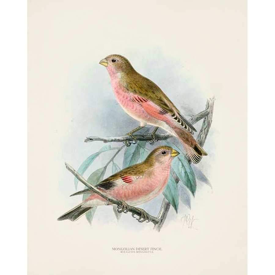 ANTIQUE BIRDS IV by Unknown, Item#CG006112P, Matte Paper, Art, Giclée on Paper, Vertical, Small