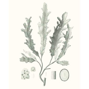 SAGE GREEN SEAWEED I by Vision Studio, Item#CG006117P, Matte Paper, Art, Giclée on Paper, Vertical, Small