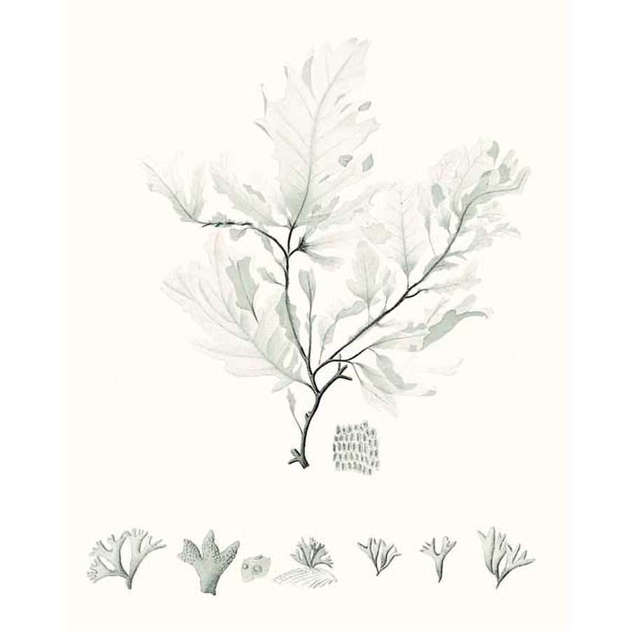 SAGE GREEN SEAWEED VII by Vision Studio, Item#CG006123P, Matte Paper, Art, Giclée on Paper, Vertical, Small