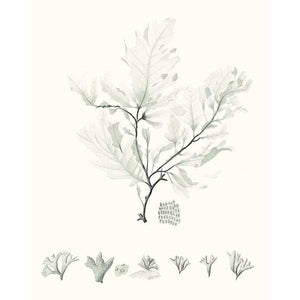 SAGE GREEN SEAWEED VII by Vision Studio, Item#CG006123P, Matte Paper, Art, Giclée on Paper, Vertical, Small