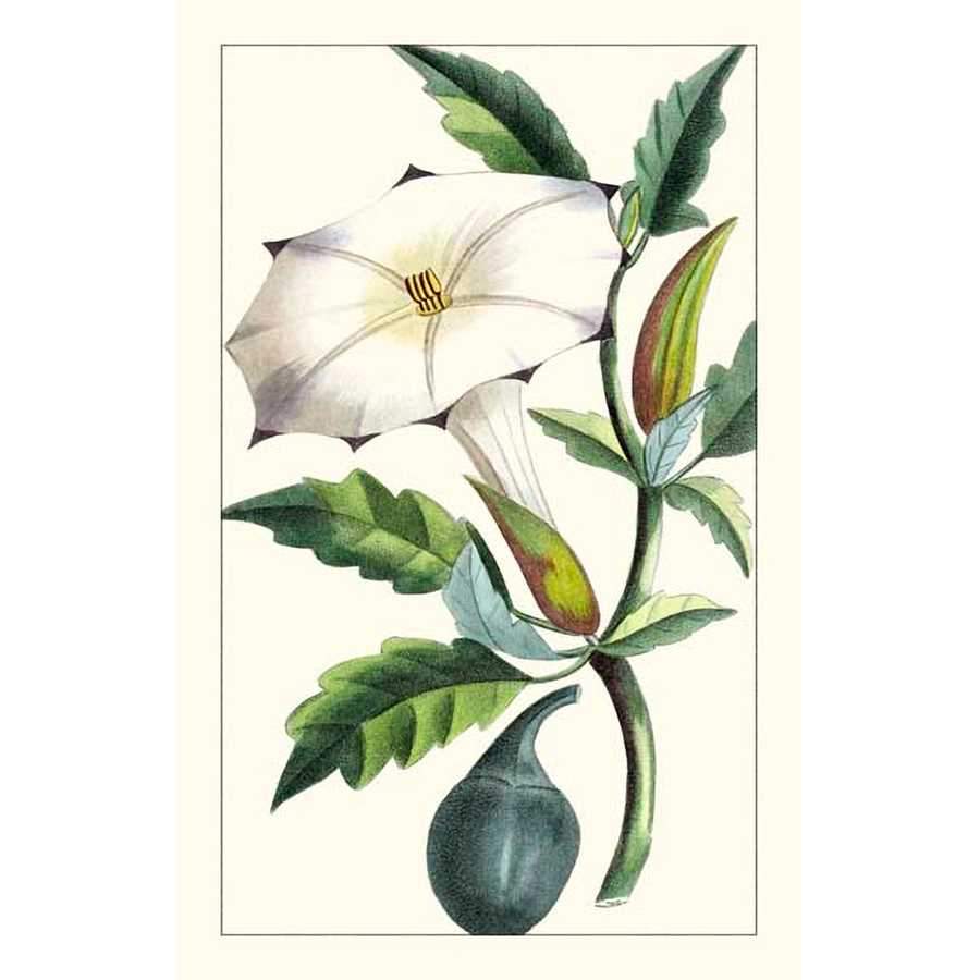 TURPIN EXOTIC BOTANICAL I by Turpin, Item#CG006134P, Matte Paper, Art, Giclée on Paper, Vertical, Small