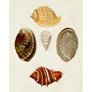 KNORR SHELLS IV by G.W. Knorr , Item#CG007460C, Matte Canvas, Art, Giclée on Canvas, Vertical, Small