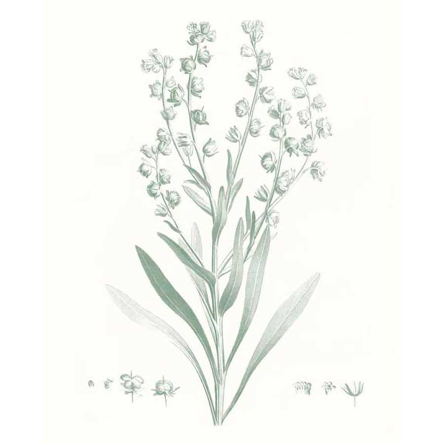 BOTANICAL STUDY IN SAGE I by Vision Studio , Item#CG007465C, Matte Canvas, Art, Giclée on Canvas, Vertical, Small