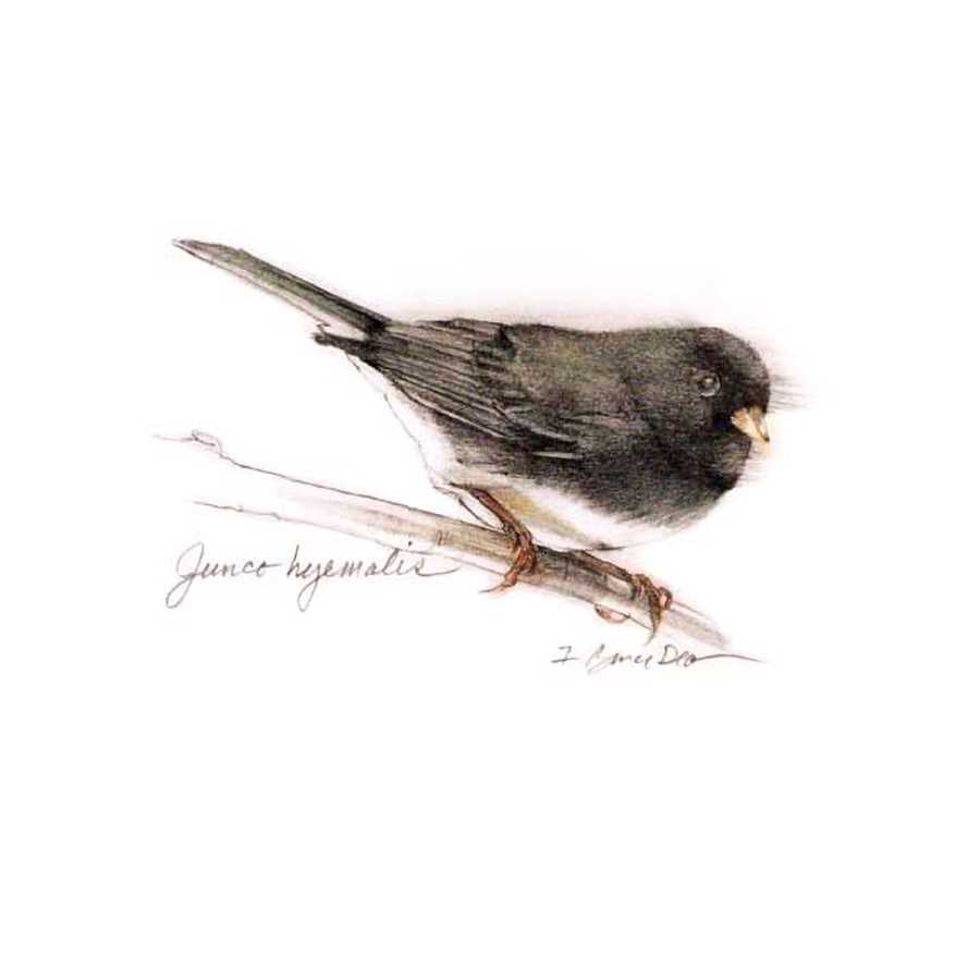 SONGBIRD STUDY V by Bruce Dean , Item#CG007762C, Matte Canvas, Art, Giclée on Canvas, Square, Small