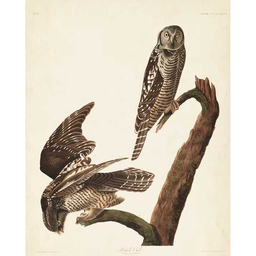 PL 378 HAWK OWL by John James Audubon , Item#CG007920C, Matte Canvas, Art, Giclée on Canvas, Vertical, Small