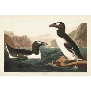 PL 341 GREAT AUK by John James Audubon , Item#CG007932C, Matte Canvas, Art, Giclée on Canvas, Horizontal, Small