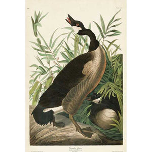 PL 201 CANADA GOOSE by John James Audubon , Item#CG007952C, Matte Canvas, Art, Giclée on Canvas, Vertical, Small