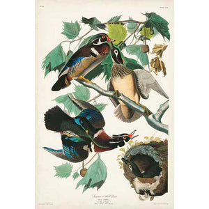 PL 206 WOOD DUCK by John James Audubon , Item#CG007954C, Matte Canvas, Art, Giclée on Canvas, Vertical, Small