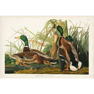 PL 221 MALLARD DUCK by John James Audubon , Item#CG007955C, Matte Canvas, Art, Giclée on Canvas, Horizontal, Small