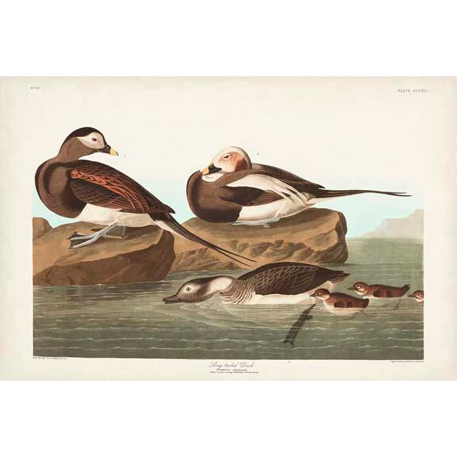 PL 312 LONG-TAILED DUCK by John James Audubon , Item#CG007963C, Matte Canvas, Art, Giclée on Canvas, Horizontal, Small