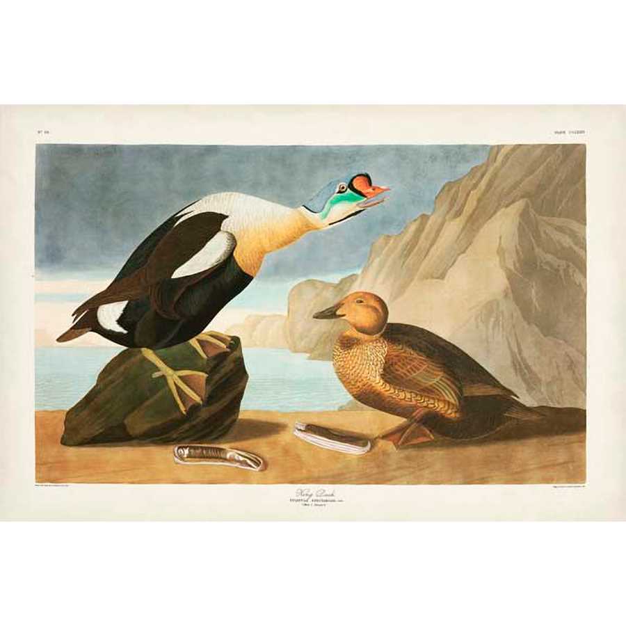 PL 276 KING DUCK by John James Audubon , Item#CG007964C, Matte Canvas, Art, Giclée on Canvas, Horizontal, Small