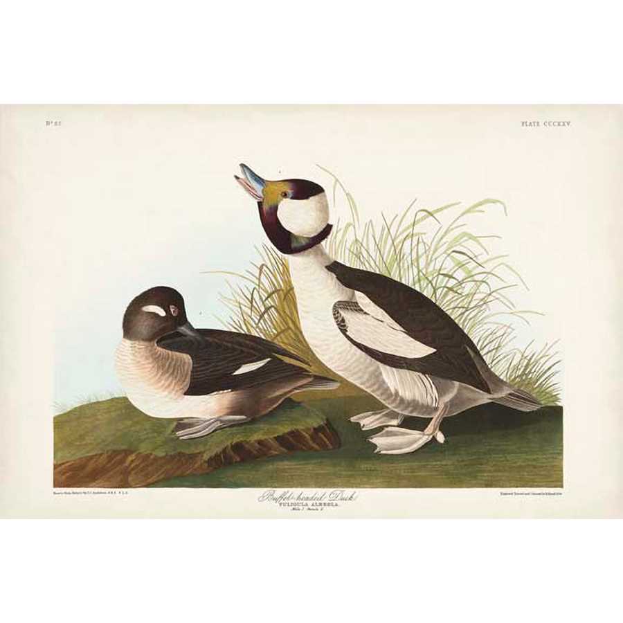 PL 325 BUFFEL-HEADED DUCK by John James Audubon , Item#CG007965C, Matte Canvas, Art, Giclée on Canvas, Horizontal, Small