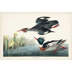 PL 401 RED-BREASTED MERGANSER DUCK by John James Audubon , Item#CG007968C, Matte Canvas, Art, Giclée on Canvas, Horizontal, Small