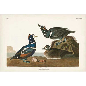 PL 297 HARLEQUIN DUCK by John James Audubon , Item#CG007973C, Matte Canvas, Art, Giclée on Canvas, Horizontal, Small