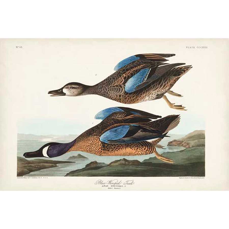 PL 313 BLUE-WINGED TEAL by John James Audubon , Item#CG007974C, Matte Canvas, Art, Giclée on Canvas, Horizontal, Small