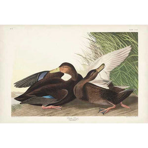 PL 302 DUSKY DUCK by John James Audubon , Item#CG007979C, Matte Canvas, Art, Giclée on Canvas, Horizontal, Small
