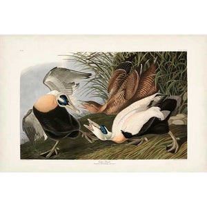 PL 246 EIDER DUCK by John James Audubon , Item#CG007982C, Matte Canvas, Art, Giclée on Canvas, Horizontal, Small