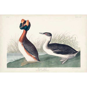 PL 259 HORNED GREBE by John James Audubon , Item#CG007985C, Matte Canvas, Art, Giclée on Canvas, Horizontal, Small