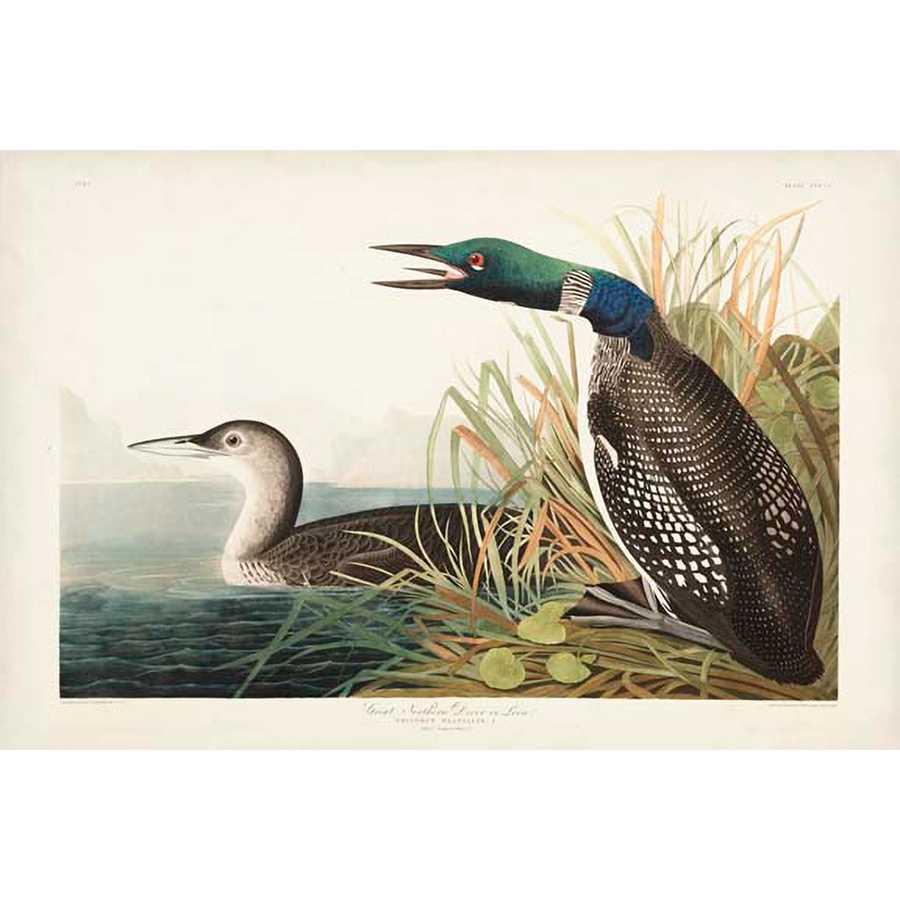 PL 306 GREAT NORTHERN DIVER OR LOON by John James Audubon , Item#CG007987C, Matte Canvas, Art, Giclée on Canvas, Horizontal, Small