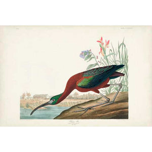 PL 387 GLOSSY IBIS by John James Audubon , Item#CG007995C, Matte Canvas, Art, Giclée on Canvas, Horizontal, Small