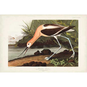 PL 318 AMERICAN AVOCET by John James Audubon , Item#CG007996C, Matte Canvas, Art, Giclée on Canvas, Horizontal, Small