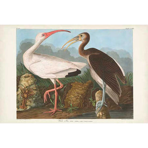 PL 222 WHITE IBIS by John James Audubon , Item#CG007998C, Matte Canvas, Art, Giclée on Canvas, Horizontal, Small